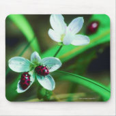 Tapis De Souris Ladybug (Devant)