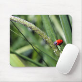 Tapis De Souris Ladybug (Coccinellidae) (Avec souris)