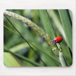 Tapis De Souris Ladybug (Coccinellidae)