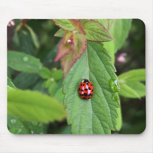 Tapis De Souris ladybule on leaf (Devant)