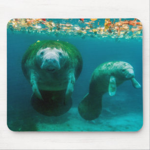 Tapis De Souris Lamantin mère avec son veau à Crystal River