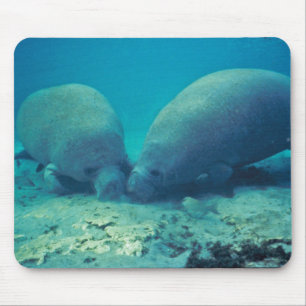 Tapis De Souris Lamantin s'enracinant en sable