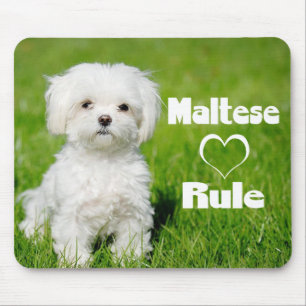 Tapis De Souris L'Amour du Chien Chien Chien Blanc Maltais
