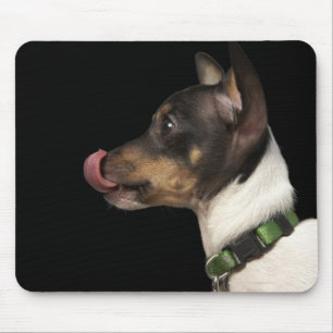 Tapis De Souris Langue hors de Rat terrier noir et blanc