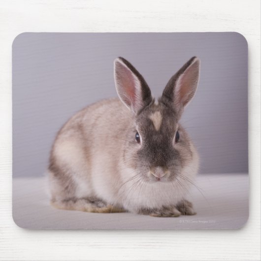 Tapis De Souris lapin, arrière - plan simple, animal, table blanch (Devant)
