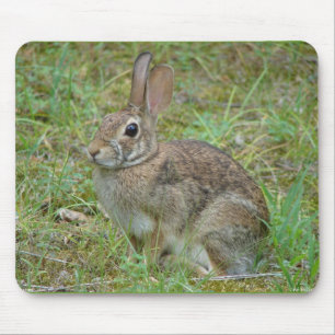 Tapis De Souris Lapin sauvage Eastern Cottontail II Vêtements et C