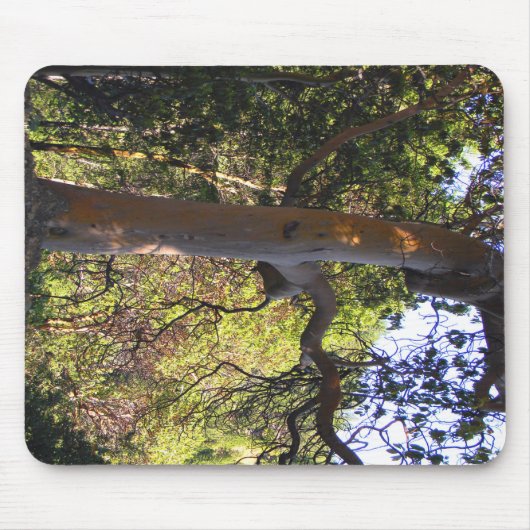 Tapis De Souris L'arbre hanté... (Devant)