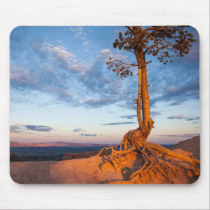 Tapis De Souris L'arbre s'accroche au rebord, parc national de