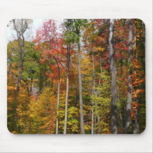 Tapis De Souris L'automne dans la forêt Photographie d'automne col