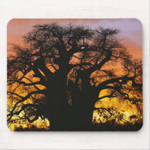 Tapis De Souris Le baobab africain, Adansonia digitata,