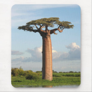 Tapis De Souris Le baobab Madagascar de Grandidier