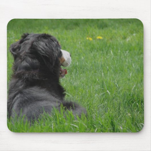 Tapis De Souris Le chien de montagne bernois profite du soleil (Devant)