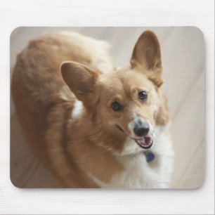 Tapis De Souris Le corgi de Pembroke de Gallois poursuit le