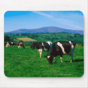 Tapis De Souris Le frison du Holstein effraye près de Borris,