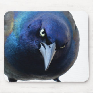 Tapis De Souris Le Grackle fâché