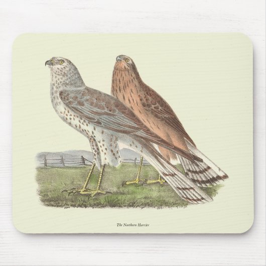 Tapis De Souris Le harceleur du Nord (Buse à queue annelée) NY Bir (Devant)