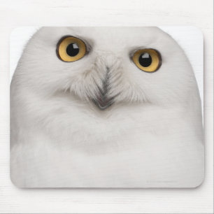 Tapis De Souris Le hibou masculin de Milou (scandiacus de Bubo)