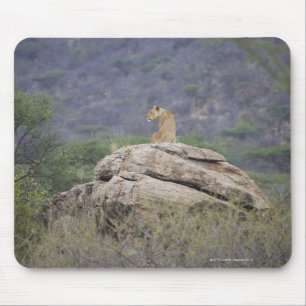 Tapis De Souris Le Kenya, réserve naturelle de Samburu, lion