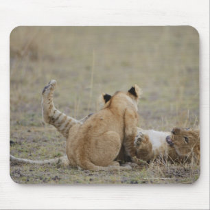 Tapis De Souris Le lion (Panthera Lion) met bas le jeu dans