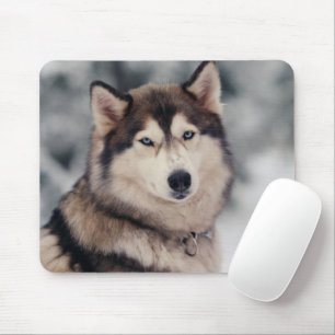 Tapis De Souris Le magnifique Husky en plein air