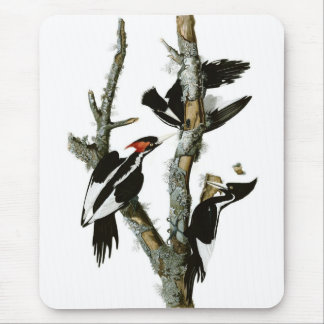 Tapis De Souris Le pivert Ivoire-affiché d'Audubon
