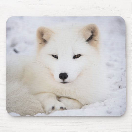 Tapis De Souris Le Renard Polaire Blanc Le Plus Mignon Qui Vous Re Zazzle Be