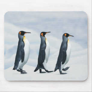 Tapis De Souris Le Roi pingouins marchant dans le fichier unique