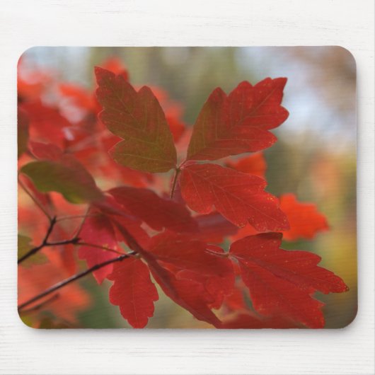 Tapis De Souris Le rouge laisse Mousepad (Devant)