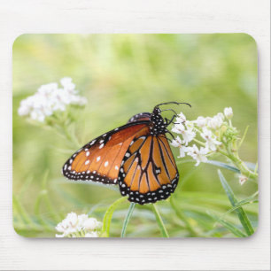 Tapis De Souris Le soleil de papillon de la reine sur l'algue