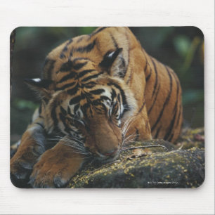 Tapis De Souris Le tigre CUB dort sur la roche