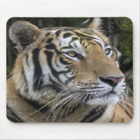 Le tigre songeur clôturent Mousepad