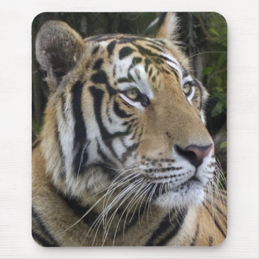 Tapis De Souris Le tigre songeur clôturent Mousepad (Devant)