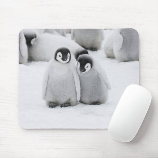 Tapis De Souris L'empereur Penguin Chicks sur la glace en Antarcti (Avec souris)