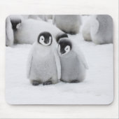 Tapis De Souris L'empereur Penguin Chicks sur la glace en Antarcti (Devant)