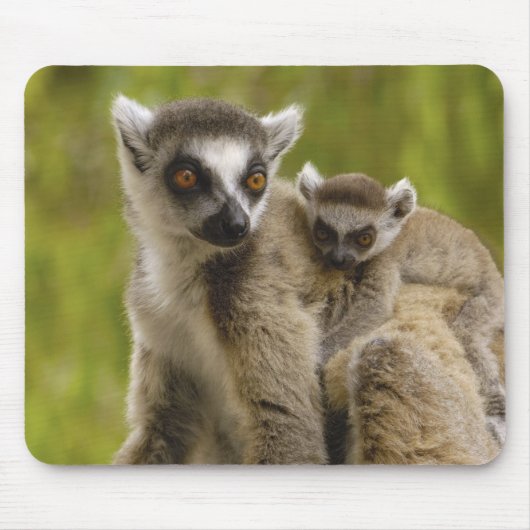 Tapis De Souris Lémuriens à queue annelée (Lemur catta) Mère et bé (Devant)