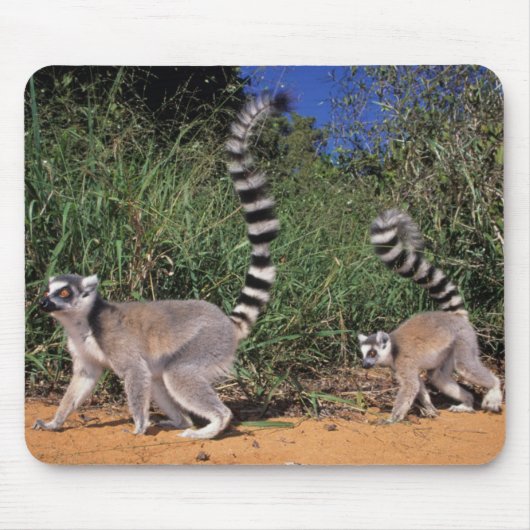 Tapis De Souris Lémuriens (Lemur Catta), Berenty (Devant)