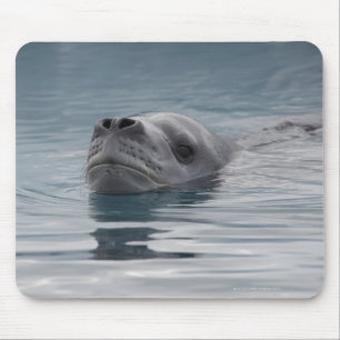 Tapis De Souris léopard de joint qui nage