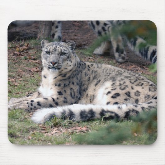 Tapis De Souris léopard de neige 26 (Devant)