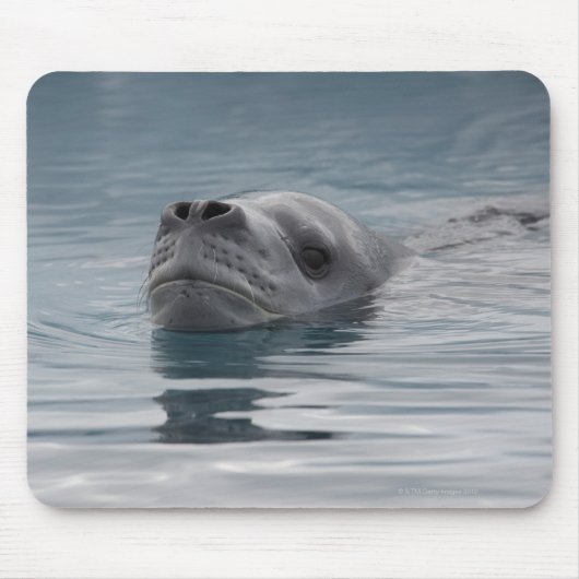 Tapis De Souris léopard de phoque qui nage (Devant)