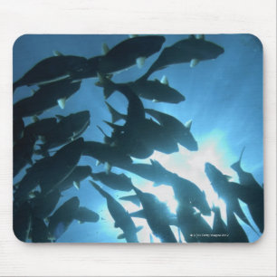 Tapis De Souris L'Equateur, archipel de Galapagos, île de loup,