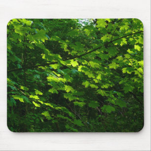 Tapis De Souris Les arbres au printemps. Bute Park, Cardiff. Pays