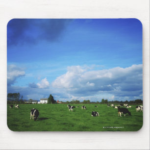 Tapis De Souris Les bétail de frison du Holstein s'approchent de