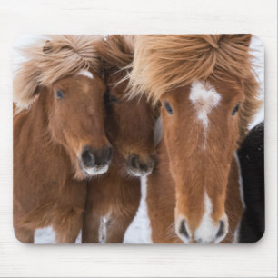 Tapis De Souris Les chevaux islandais se frottent le nez, Islande