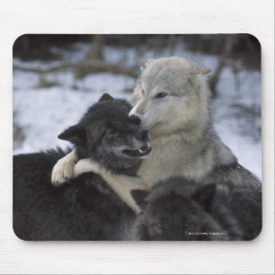 Tapis De Souris Les Etats-Unis, Montana, loups jouant dans la