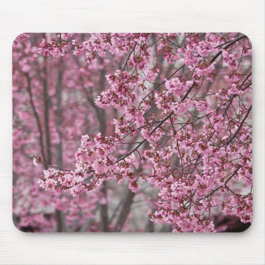 Tapis De Souris Les fleurs de cerisiers Sakura sont roses (Devant)