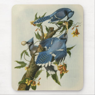 Tapis De Souris Les Jays Bleus d'Audubon