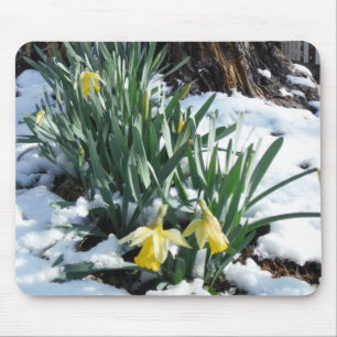 Tapis De Souris Les jonquilles jaunes dans la neige