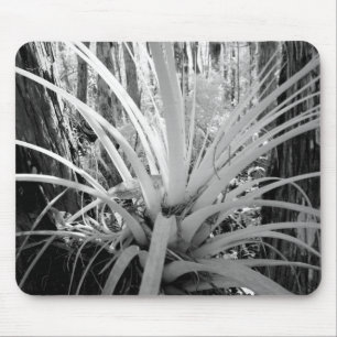Tapis De Souris Les tillandsias épiphytes sont communs en Floride,