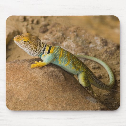 Tapis De Souris Lézard à collerette (Devant)