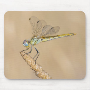 Tapis De Souris Libellule Skimmer Insecte Femelle (CC BY 4.0)